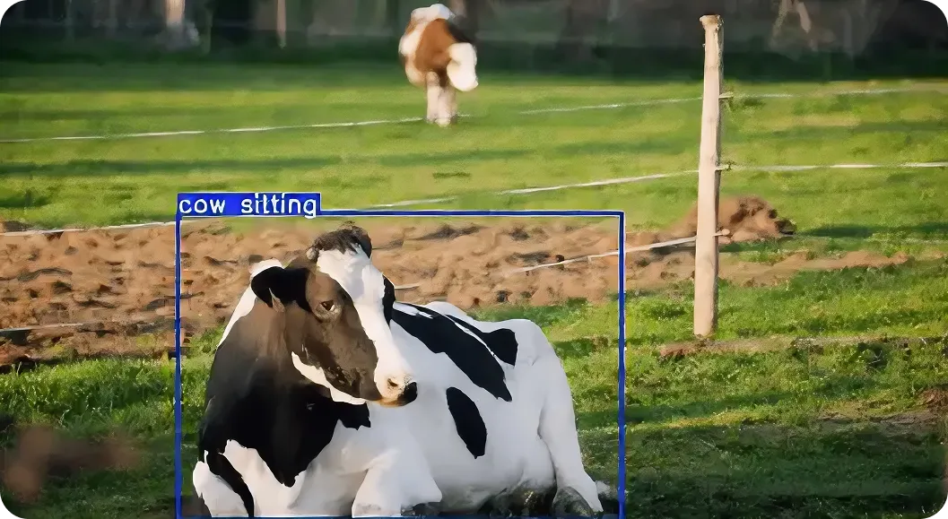 Cow posture detection